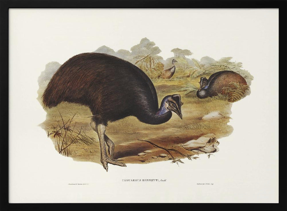 Bennett's Cassowary Poster